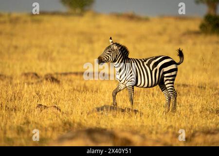 Zèbre des plaines (Equus quagga) marche à travers la savane sous le soleil dans le parc national du Serengeti ; Tanzanie Banque D'Images