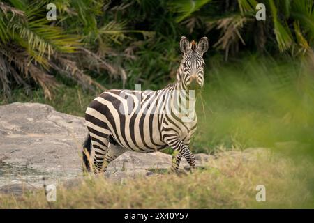 Zèbre des plaines (Equus quagga) marche à travers la caméra d'observation des roches au parc national du Serengeti ; Tanzanie Banque D'Images