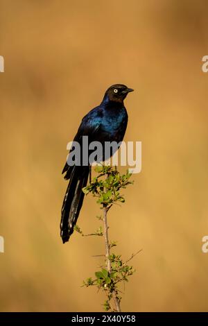 L'étourneau violet (Lamprotornis purpureus) regarde la caméra de branche épineuse dans le parc national du Serengeti ; Tanzanie Banque D'Images