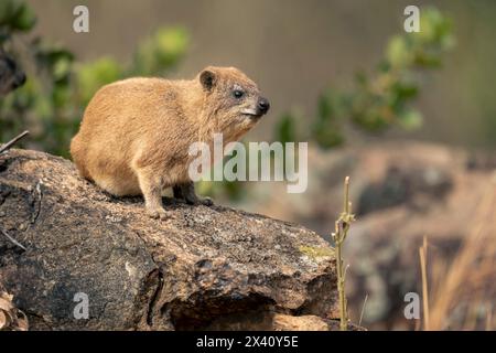 L'hyrax rocheux (Procavia capensis) regarde la caméra depuis un rocher ensoleillé dans le parc national du Serengeti ; Tanzanie Banque D'Images