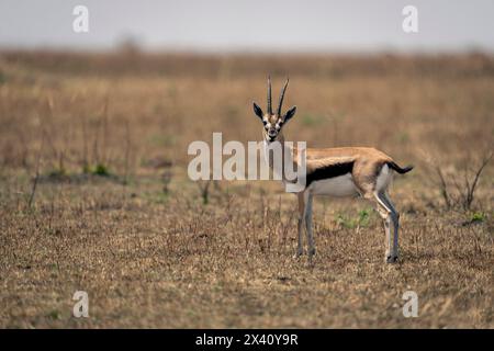 La gazelle de Thomson (Eudorcas thomsonii) regarde la caméra sur la savane dans le parc national du Serengeti ; Tanzanie Banque D'Images