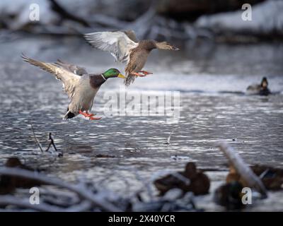 Les colverts (Anas platyrhynchos) débarquent sur une section non gelée d'un ruisseau du centre-sud de l'Alaska au début de décembre. Tant que la nourriture et l'eau libre sont ava... Banque D'Images