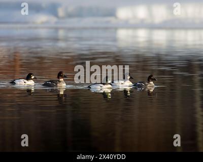 Troupeau d'yeux d'or communs (Bucephala clangula), canards plongeurs robustes, naviguent sur une piste ouverte dans la glace de fin mars dans la lagune Westchester d'Anchorage, en Ala... Banque D'Images