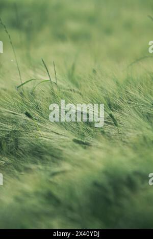 oreilles vertes d'orge dans un champ Banque D'Images