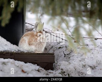Par une douce journée d'avril dans le centre-sud de l'Alaska, un lièvre raquette (Lepus americanus), son pelage est en train de passer du blanc d'hiver au front d'été... Banque D'Images
