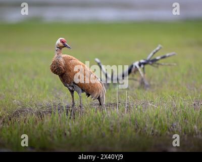 Grue de Sandhill (Grus canadensis) migrant vers le nord à la fin avril vers les lieux de nidification en Alaska, fait une pause sur les plates-formes de marée de Cook Inlet à l'extérieur de l'ANC... Banque D'Images