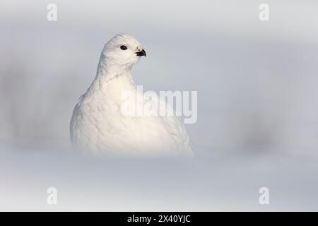 Portrait en gros plan d'un ptarmigan de saule (Lagopus lagopus) dans un plumage hivernal blanc à la recherche d'un danger lors d'une brillante journée de février Banque D'Images