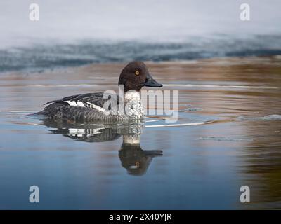 GoldenEye (Bucephala clangula), un canard plongeur rustique, navigue à ciel ouvert dans la glace de fin mars dans le lagon Westchester d'Anchorage Banque D'Images