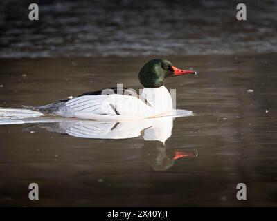 drake (Mergus merganser), photographié à la lagune Westchester d'Anchorage à la fin mars, affiche des couleurs de plumage éblouissantes Banque D'Images