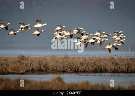 Les oies des neiges (Anser caerulescens) traversent le refuge national Susitna Flats, dans le centre-sud de l'Alaska, en route vers des lieux de nidification dans l'Arctique. Le ... Banque D'Images