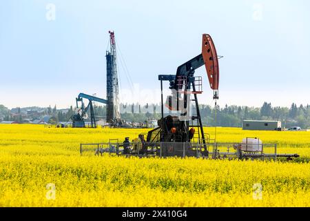 Pompjack avec une plate-forme de forage en arrière-plan dans un champ de canola en fleurs, à l'ouest de High River, Alberta ; Alberta, Canada Banque D'Images