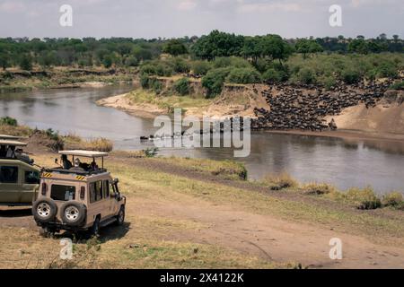 Les invités regardent le troupeau de gnous bleu (Connochaetes taurinus) Mara traverser depuis des véhicules de safari dans le parc national du Serengeti, en Tanzanie Banque D'Images