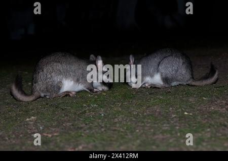 Vizcacha , Lagostomus maximus, Parc national d'El Palmar , Province d'entre Rios, Argentine Banque D'Images