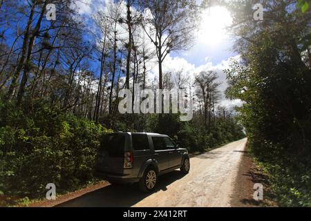 États-Unis, Floride. Everglades. Loop Road Banque D'Images