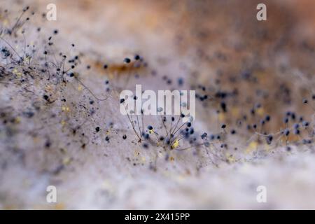 Gros plans macro de spores de champignons et de moisissures Banque D'Images