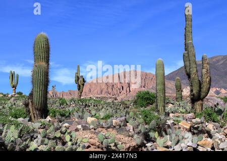 La vue du paysage avec des cactus dans le site archéologique pré-inca de Pucara de Tilcara dans la province de Jujuy (Argentine). Banque D'Images