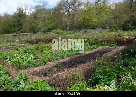 Légumes poussant dans le Kitchen Garden Chatsworth House, Derby, Angleterre, Royaume-Uni Banque D'Images