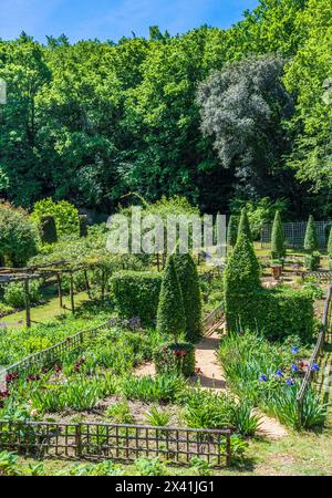 France, Périgord, Dordogne, jardins de Cadiot à Carlux (label de certification jardin remarquable), iris en fleurs et if coupé Banque D'Images