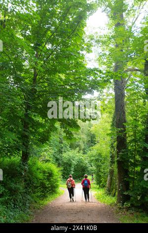 Deux femmes de l'arrière dans la forêt faisant de la marche nordique Banque D'Images