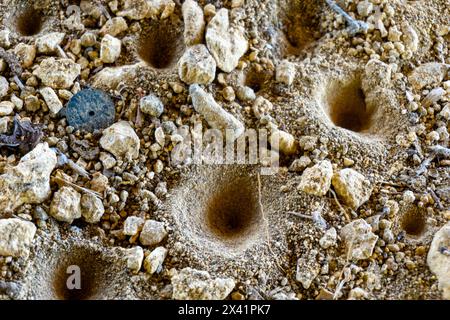 Fourmi-lion (Undur-undur) trous dans le sol. Ces anmiens sont un groupe d'environ 2 000 espèces d'insectes de la famille des neuroptères Myrmeleontidae Banque D'Images