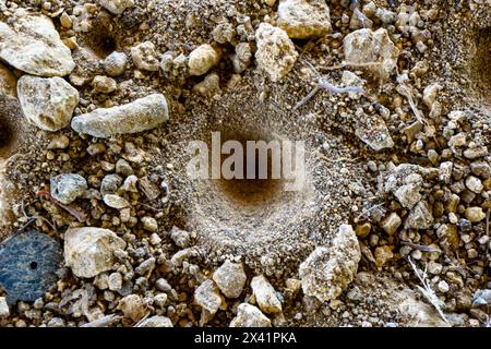 Fourmi-lion (Undur-undur) trous dans le sol. Ces anmiens sont un groupe d'environ 2 000 espèces d'insectes de la famille des neuroptères Myrmeleontidae Banque D'Images