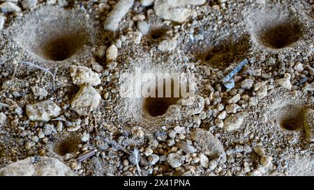 Fourmi-lion (Undur-undur) trous dans le sol. Ces anmiens sont un groupe d'environ 2 000 espèces d'insectes de la famille des neuroptères Myrmeleontidae Banque D'Images