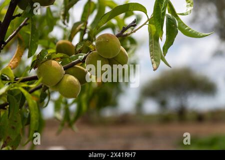 Un arbre avec des pêches vertes suspendues à lui. Les pêches sont mûres et prêtes à être cueillies Banque D'Images