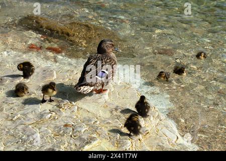 Canards sauvages colverts et canetons (Anas platyrhynchos), lac de Garde, Italie Banque D'Images