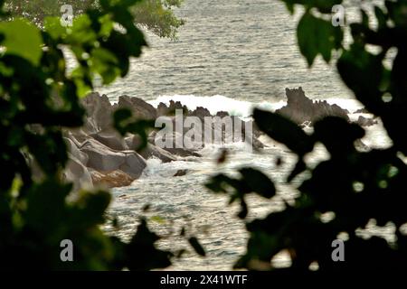 Le paysage d'une plage rocheuse est photographié à travers la végétation dans la forêt de Tangkoko, un habitat important pour le macaque à crête (Macaca nigra) dans le nord du Sulawesi, en Indonésie. Le changement climatique est l’un des principaux facteurs affectant la biodiversité dans le monde à un rythme alarmant, selon une équipe de scientifiques dirigée par Antonio Acini Vasquez-Aguilar dans son article de mars 2024 sur environ Monit Assess. L’Union internationale pour la conservation de la nature (UICN) affirme également que la hausse des températures a entraîné des changements écologiques, comportementaux et physiologiques dans les espèces sauvages et la biodiversité. Banque D'Images