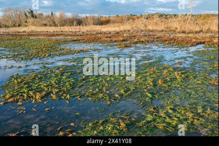 France, Gironde, bassin d'Arcachon, zone naturelle des prairies salées à l'ouest de teste-de-Buch, zone inondée Banque D'Images