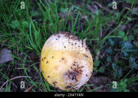 un citron plein d'insectes en pourriture sur le sol Banque D'Images