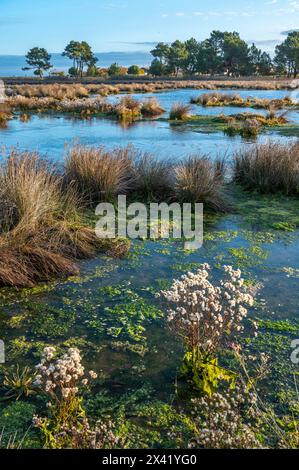 France, Gironde, bassin d'Arcachon, zone naturelle des prairies salées à l'ouest de teste-de-Buch, zone inondée Banque D'Images