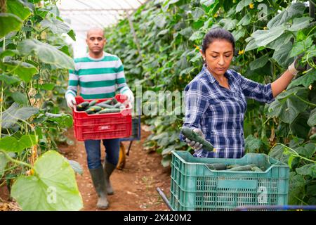 Une agricultrice récolte de concombres en serre Banque D'Images