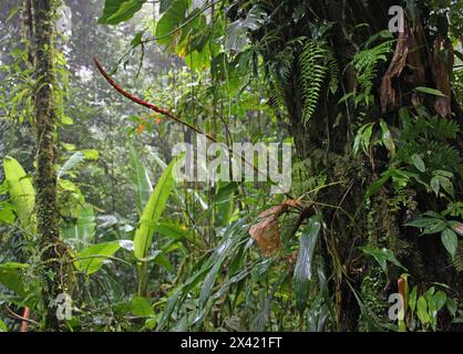Broméliade, Pitcairnia heterophylla, Bromeliaceae. Monteverde, Costa Rica, Amérique centrale. Banque D'Images