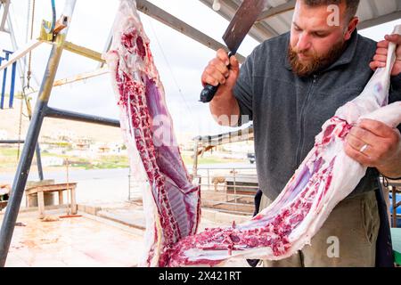 Au printemps, un boucher barbu coupe de la viande à une table en bois à l'extérieur, avec des moutons en arrière-plan Banque D'Images
