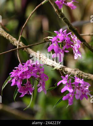 Orchidée de Panama, Epidendrum (Oerstedella) centradenia, Orchidaceae. Monteverde, Costa Rica, Amérique centrale. Banque D'Images