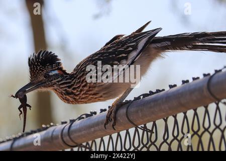 Greater Roadrunner ou Geococcyx californianus avec un lézard dans son bec au ranch riverain en Arizona. Banque D'Images