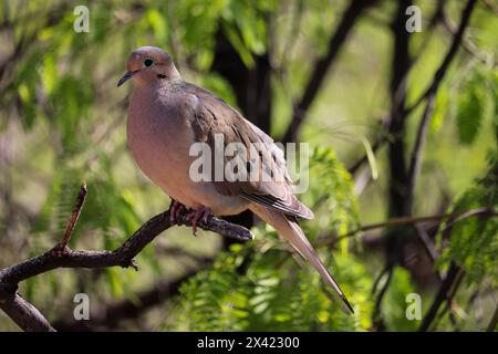 Colombe en deuil ou Zenaida macroura perché sur une branche du ranch riverain en Arizona. Banque D'Images