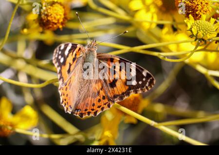 Dame peinte ou Vanessa cardui se nourrissant d'une fleur de brittlebush au ranch riverain d'eau en Arizona. Banque D'Images