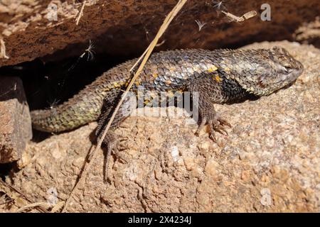 Lézard à épines du désert ou magister Sceloporus prenant le soleil sur quelques rochers dans le parc oasis des vétérans en Arizona. Banque D'Images