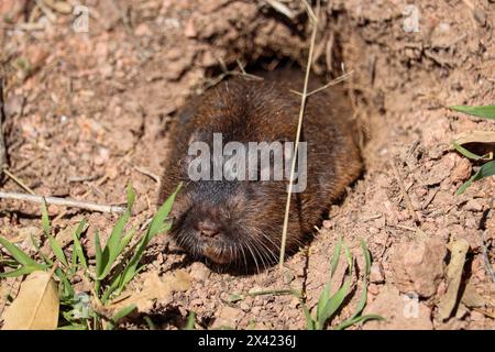 Botta's Pocket Gopher ou Thomomys bottae sortant la tête de son terrier à Rumsey Park à Payson, Arizona. Banque D'Images