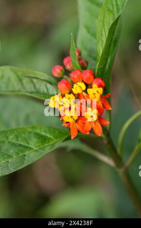 Asclépias tropicales, Asclepias curassavica, Apocynaceae. Monteverde, Costa Rica, Amérique centrale. Il est originaire des tropiques américains. Banque D'Images