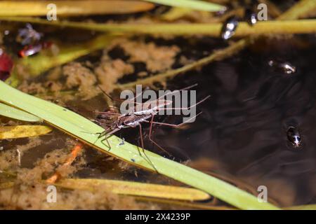 Couple reproducteur de North American Common Water Strider ou Aquarius remigis dans un ruisseau du sentier Cypress. Banque D'Images