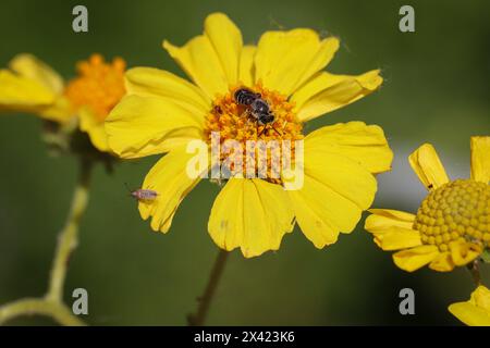 Gros plan d'une fleur de broussailles cassante avec divers insectes dessus au parc oasis des vétérans en Arizona. Banque D'Images