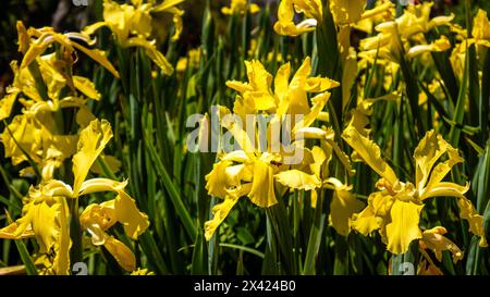 Iris pseudacorus, iris jaunes, fleurs de drapeau jaune, ou fleurs de drapeau d'eau avec une abeille à miel cherchant du pollen Banque D'Images