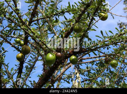 Calabash, Crescentia cujete, Bignoniaceae. Amérique centrale et Amérique du Sud. Alias Ayale, Calabacero, Totumo, Cujete et Miracle fruit. Banque D'Images