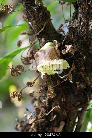 Fleur du fruit de Calabash, Crescentia cujete, Bignoniacées. Amérique centrale et Amérique du Sud. Alias Ayale, Calabacero, Totumo, Cujete et Miracle fruit. Banque D'Images