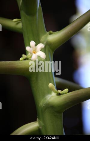 Papaye, Papaw, ou Pawpaw, Carica papaya, Caricaceae. Arbre avec fleur. Costa Rica, Amérique centrale. Banque D'Images