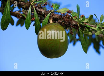 Calabash, Crescentia cujete, Bignoniaceae. Amérique centrale et Amérique du Sud. Alias Ayale, Calabacero, Totumo, Cujete et Miracle fruit. Banque D'Images