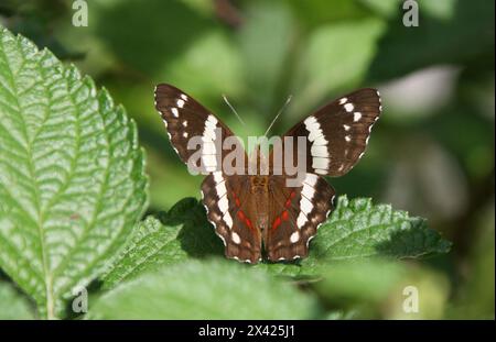 Papillon de paon bagué, Anartia fatima, Nymphalidae. Parc national Manuel Antonio, Costa Rica, Amérique centrale. Banque D'Images